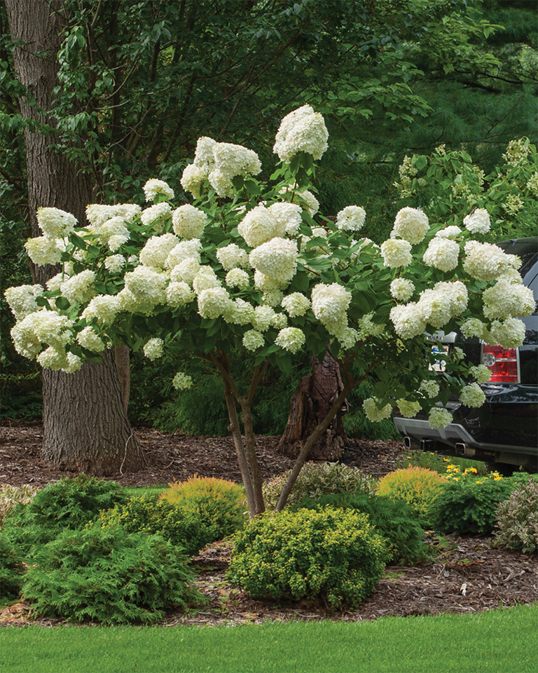 Limelight hydrangea trees hotsell